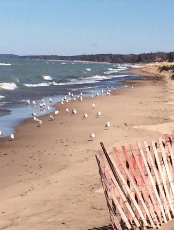 Walking Distance To Beach And Shops New Buffalo Extérieur photo